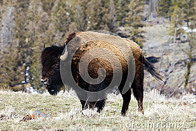 Solitary Bison Grazing On A Mountain Stock Photo