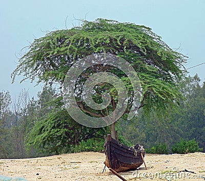 A solitary boat under a tree on a sea shore Stock Photo