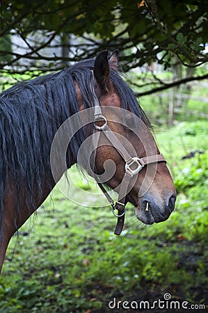 Solitary Brown Horse Stock Photo
