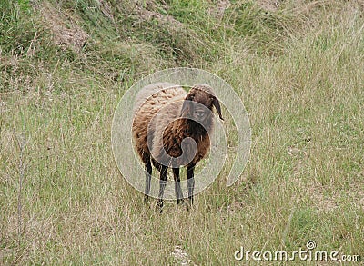 Solitary Brown Sheep Stock Photo