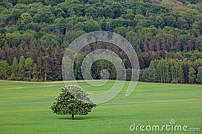 Solitary chestnut tree, with white bloom, on the meadow, with dark forest in background. Landscape from Czech nature. String time Stock Photo
