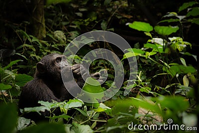 A Contemplative Chimpanzee in Uganda Stock Photo