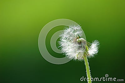 Solitary dandelion Stock Photo
