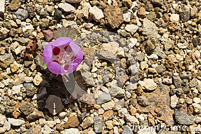 Solitary Desert Bloom Stock Photo