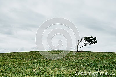 Solitary and distorted tree in the middle of a meadow during a cloudy day with copy space Stock Photo