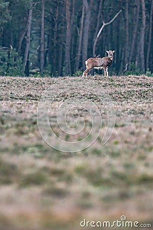 Solitary female mouflon standing in field at edge of a forest. Stock Photo