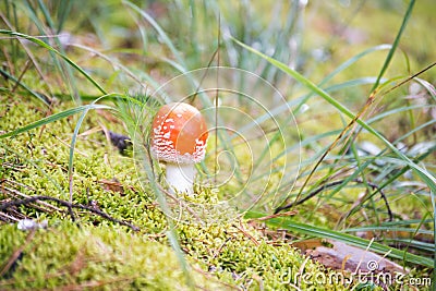 A solitary fly agaric, like a velvet ball on a green bush of moss, draws the eye to its perfect shape and velvety surface Stock Photo