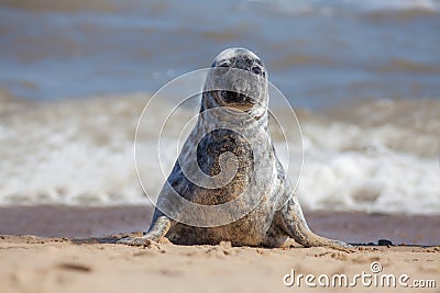 Solitary grey seal sitting up on the beach. Stock Photo