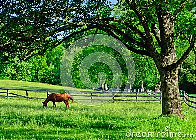 A solitary horse grazing in a rural farm pasture Stock Photo