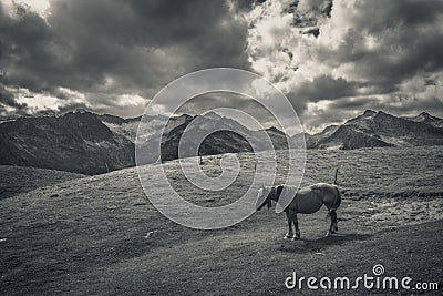 Solitary horse in the mountain Stock Photo