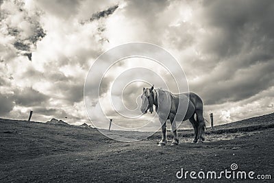 Solitary horse in the mountain Stock Photo