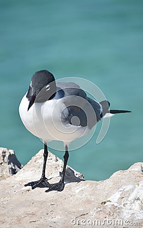 Solitary Laughing Gull Standing on Top a Rock Stock Photo