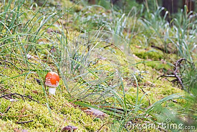 A solitary little fly agaric on a green bush of moss and tufts of grass Stock Photo