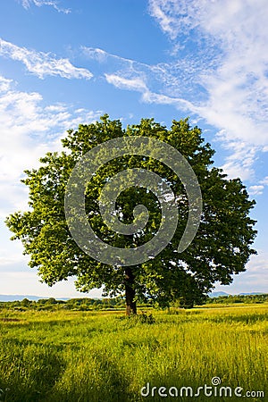 Solitary oak tree Stock Photo