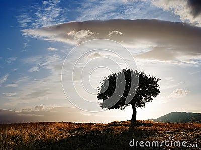 Solitary oak tree Stock Photo