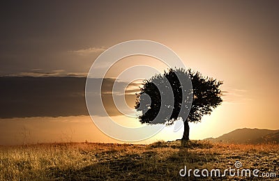 Solitary oak tree Stock Photo