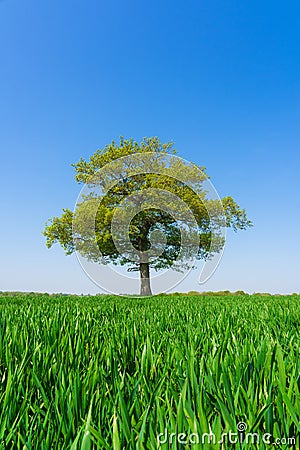 Solitary Oak tree in a field of wheat shoots against a clear blue sky in spring. UK. Upright Stock Photo