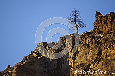 A solitary sentinel tree. Stock Photo