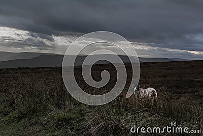 A solitary sheep on a bleak moor Stock Photo