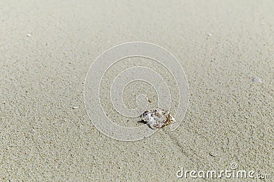 Solitary shell on a beach in Maldives Stock Photo