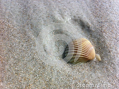 Solitary shell on wet sand Stock Photo