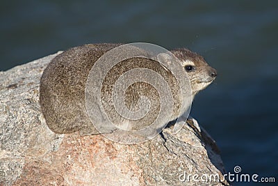 Solitary smiling Rock Hyrax dassie sitting on a rock with bokeh Stock Photo