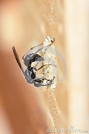 Solitary spider wasp Auplopus carbonarius Stock Photo
