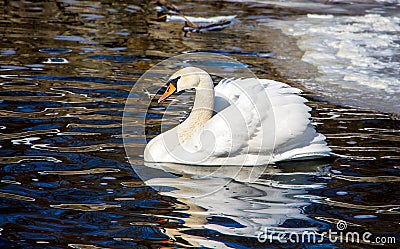 A solitary swan floats on dark water, free of ice, on a clear wi Stock Photo