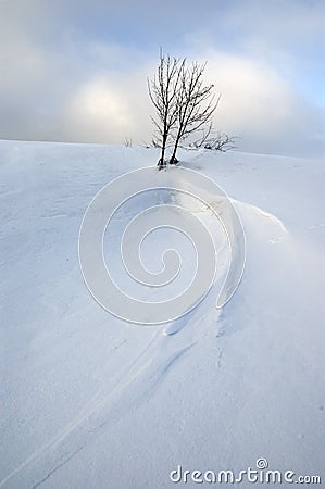 Solitary tree Stock Photo