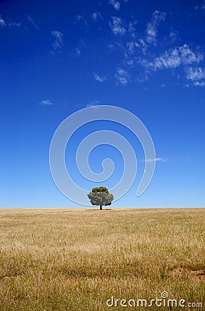 Solitary Tree Stock Photo