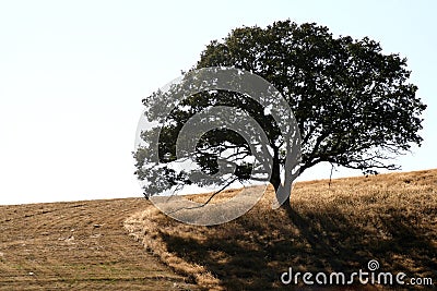 Solitary Tree Stock Photo