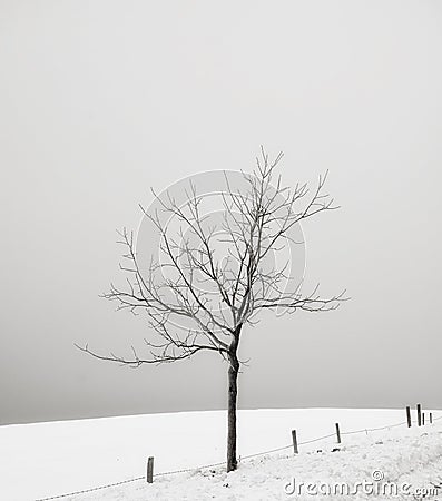 Solitary tree in a snow covered field Stock Photo