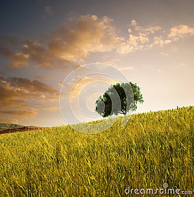 Solitary tree Stock Photo