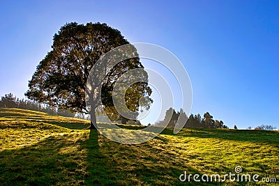 Solitary tree on blue sky Stock Photo