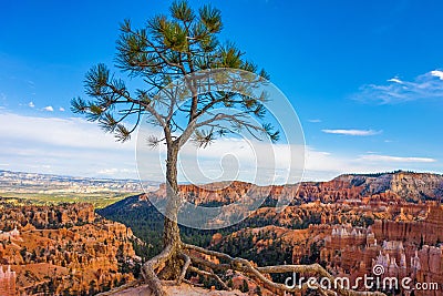 Solitary tree in Bryce Canyon National Park, Utah Stock Photo