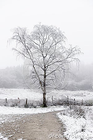 Snowy Tree Manchester Uk Stock Photo