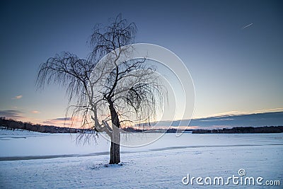 Solitary tree on a frozen lake Stock Photo