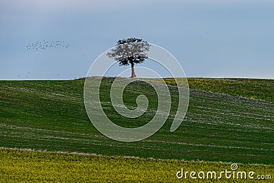 Solitary Tree on a Layered Hillside with Flock of Birds in Flight Stock Photo