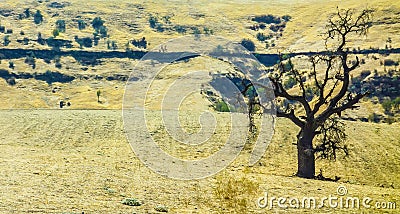 Solitary tree in parched summer landscape Stock Photo