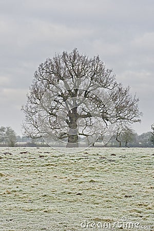 Solitary tree bare tree standing in a meadow under a grey sky Stock Photo