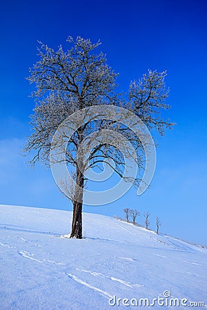 Solitary tree in winter snowy landscape with blue sky. Solitary trees on the snow meadow. Winter scene with foot path. Snowy hill Stock Photo