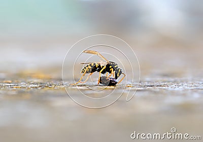 Solitary wasp, single colorful wasp closeup macro Stock Photo