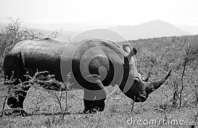 A solitary white rhino in NP, Africa Stock Photo