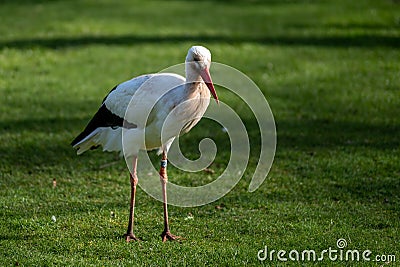 A solitary white stork walks across some lush green grass Stock Photo