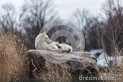 Solitary White Wolf Stock Photo
