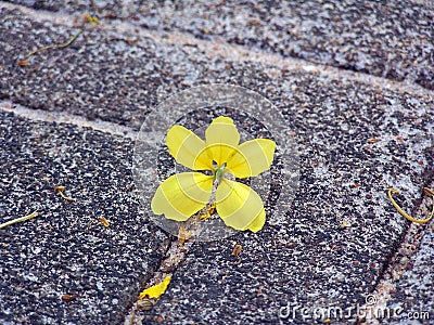 Solitary yellow Stock Photo