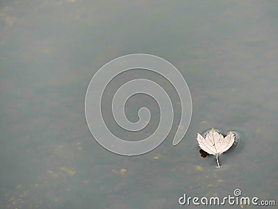 A Solitary Yellow Leaf Floating Adrift on a Shallow Pond Stock Photo