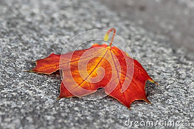 Solitary yellow-red maple leaf on the ground Stock Photo