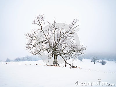 Solitude of Lone snowy tree in misty landscape Stock Photo