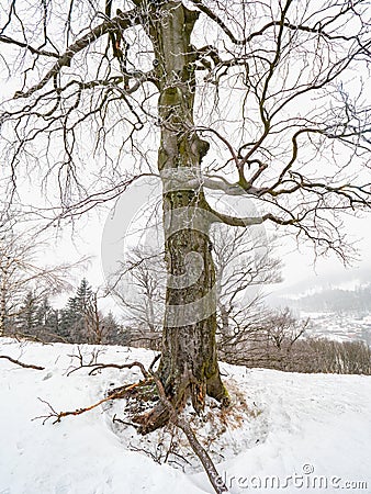 Solitude of Lone snowy tree in misty landscape Stock Photo